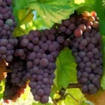 Photo de grosses grappes de raisins sur la vigne