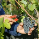 Photo d'une personne en train de ramasser une grappe de raisin