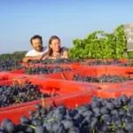 Photo de raisins dans des cagettes avec un couple accoudé dessus