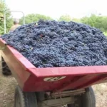 Photo d'une benne de tracteur rempli de raisins