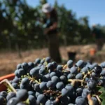 Photo de raisin récolté de près avec derrière un peu flou des personnes en train de faire la récolte