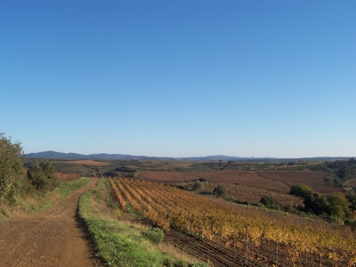 Photo d'un chemin de terre au bord des vignes