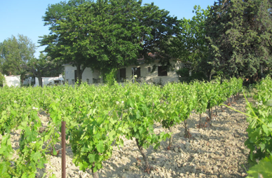 Photo de vigne avec habitation derrière